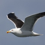 Great Black-backed Gull (<i>Larus marinus</i>), adult in flight