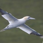 Northern Gannet (<i>Morus bassanus</i>), adult (in Ireland)