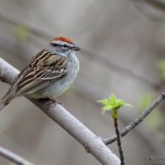 Chipping Sparrow (<i>Spizella passerina</i>) (in North America) (Photo:Mircea Costina)